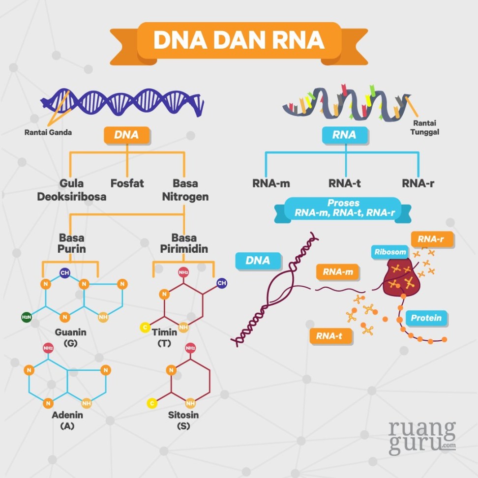 ruangguru on X: "Inilah perbedaan DNA dan RNA, serta apa materi