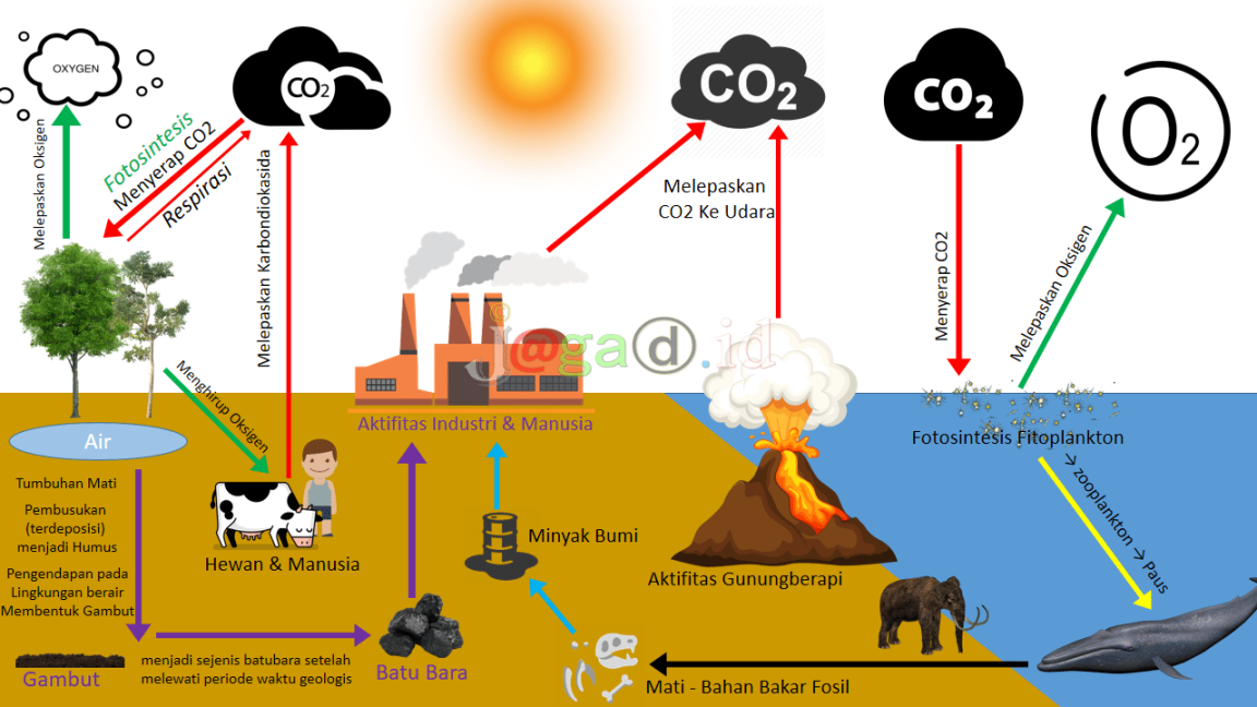 Siklus Karbon : Pengertian, Macam Jenis dan Proses Tahapan - JAGAD ID