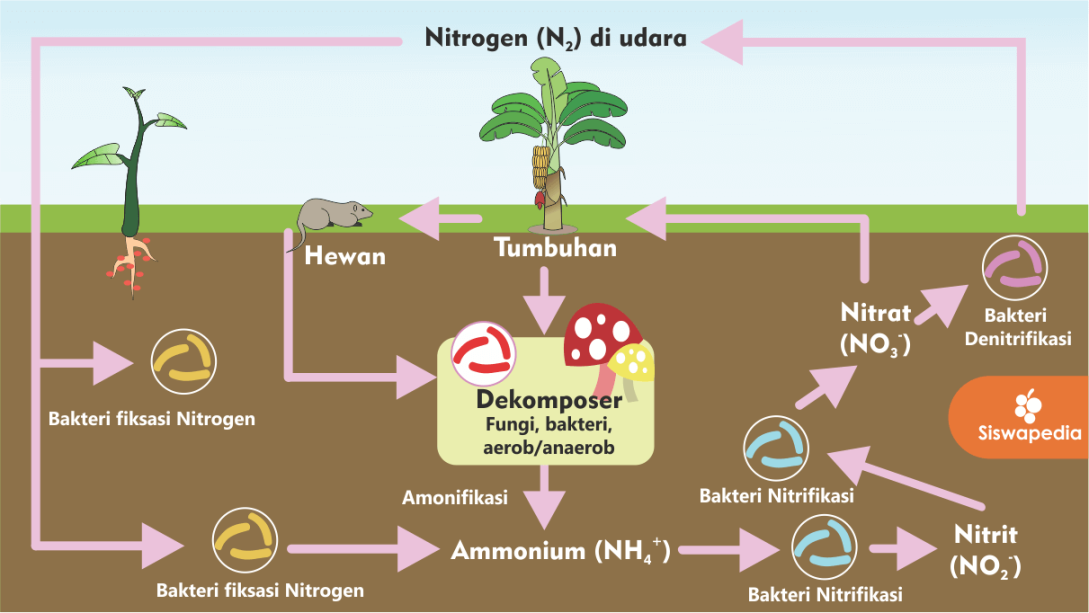 Siklus Nitrogen Beserta Penjelasannya  Siswapedia