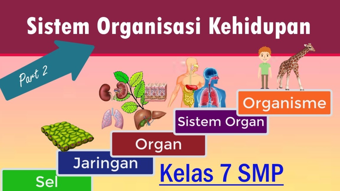 Sistem Organisasi Kehidupan Kelas  SMP (Part )