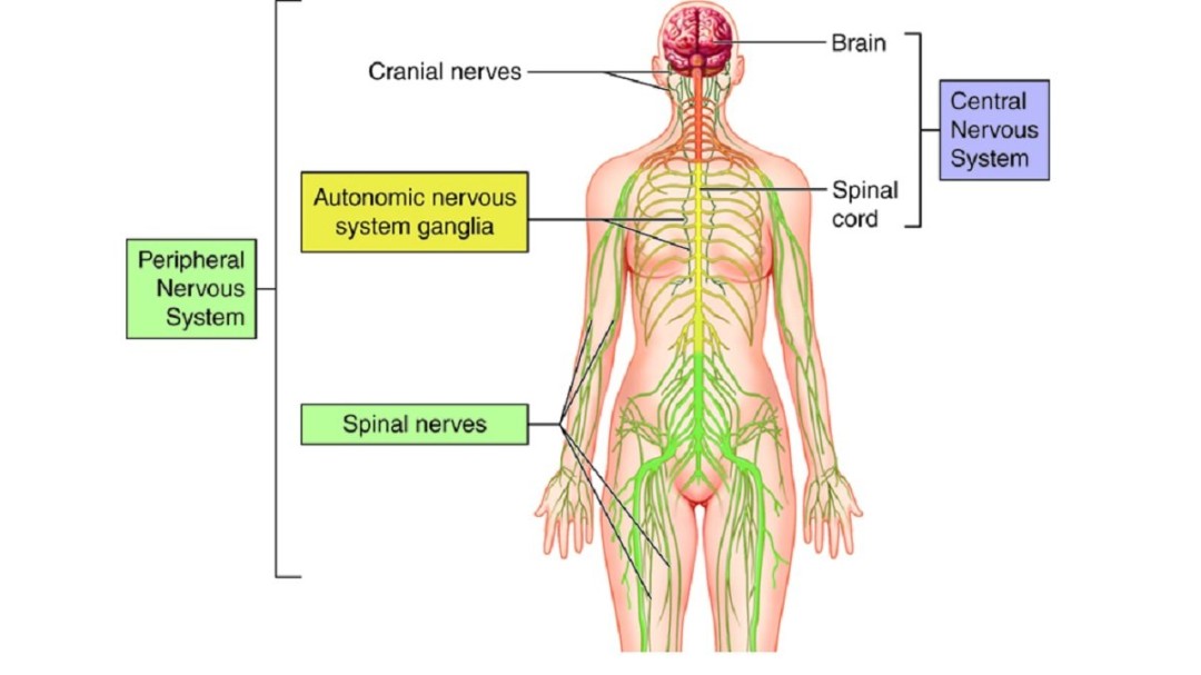 Sistem Saraf Manusia (Panduan Lengkap) - Root of Science