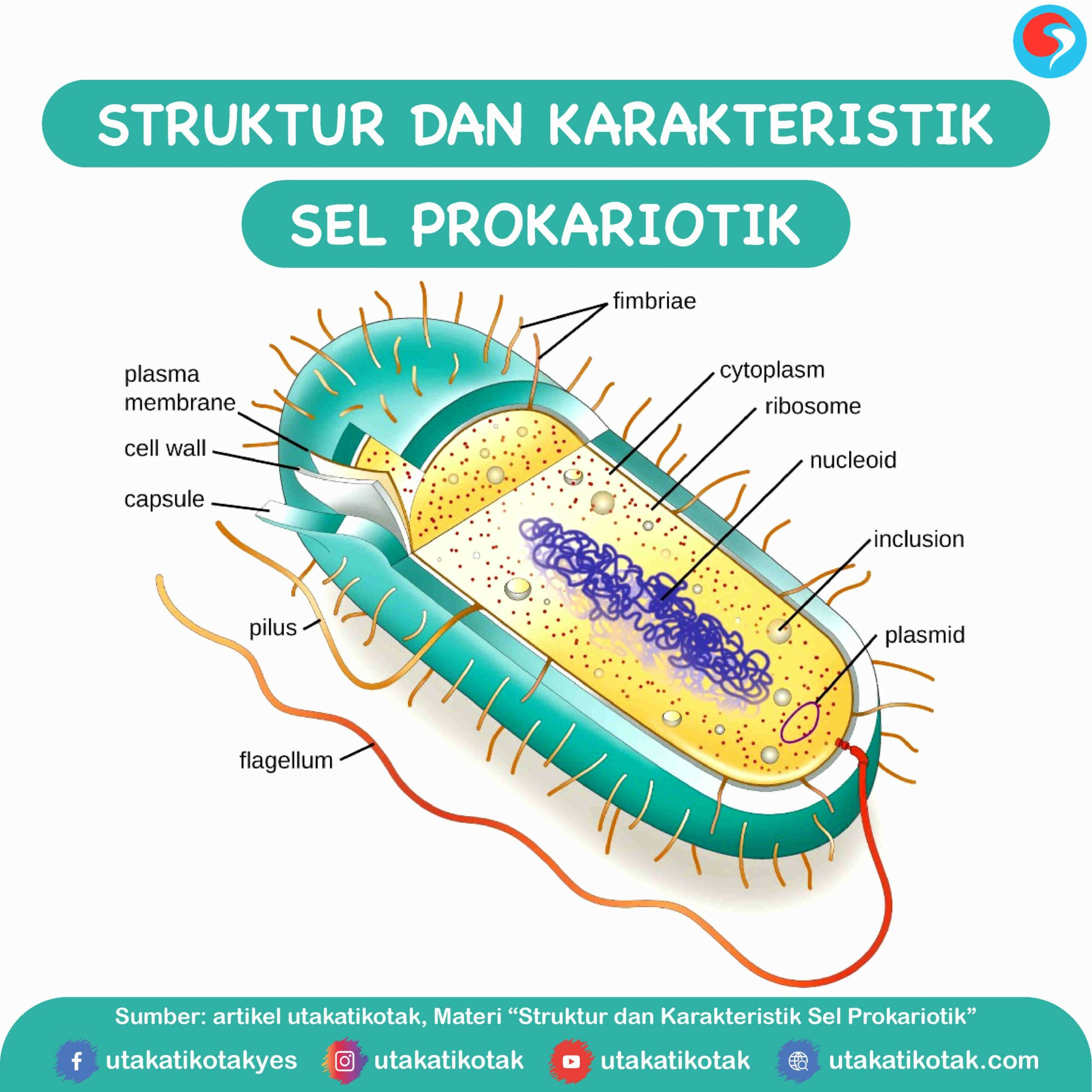 Struktur dan Karakteristik Sel Prokariotik - UtakAtikOtak