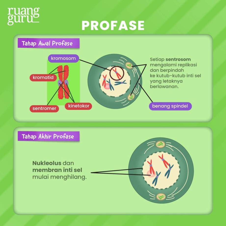 Tahap-Tahap Pembelahan Sel Mitosis, Ada Apa Saja?  Biologi Kelas