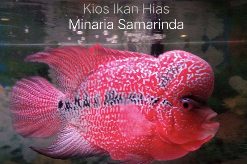 Kios Ikan Hias Minaria Samarinda