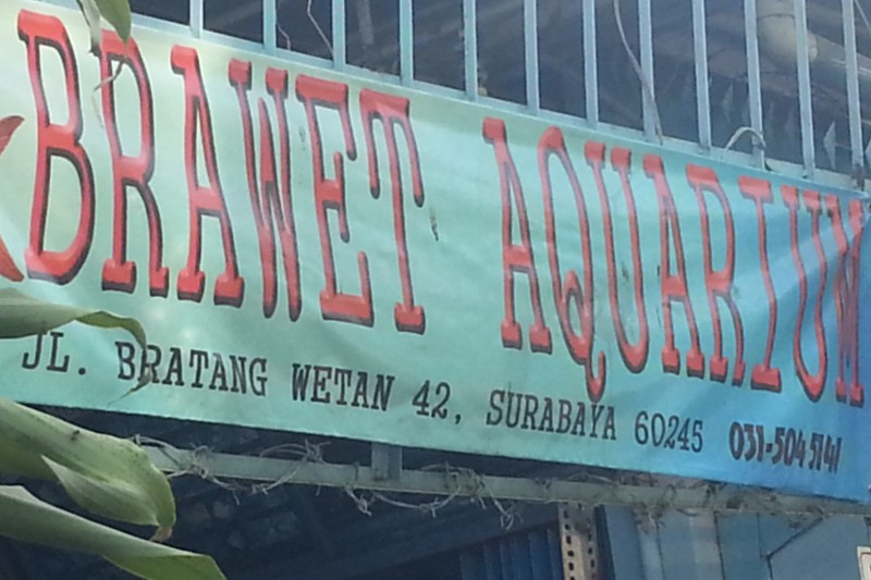 Brawet Aquarium