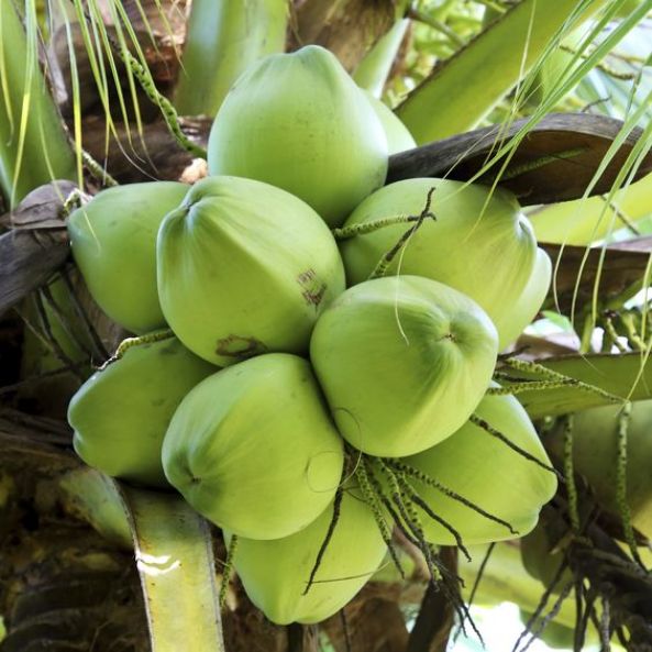 kultur jaringan kelapa sawit 