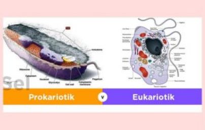 Sel Prokariotik & Eukariotik