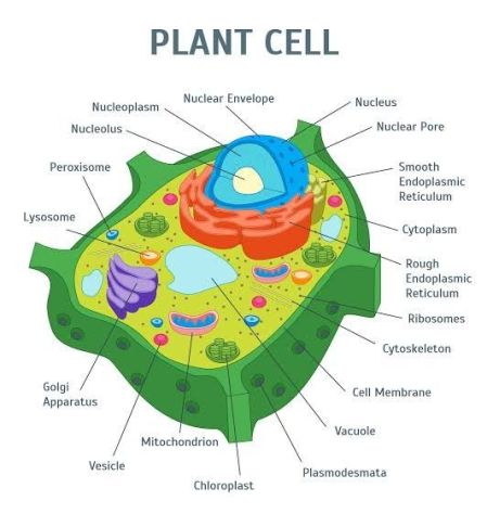 Sel tumbuhan & fungsinya