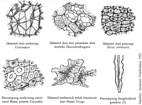 jenis jaringan sklerenkim