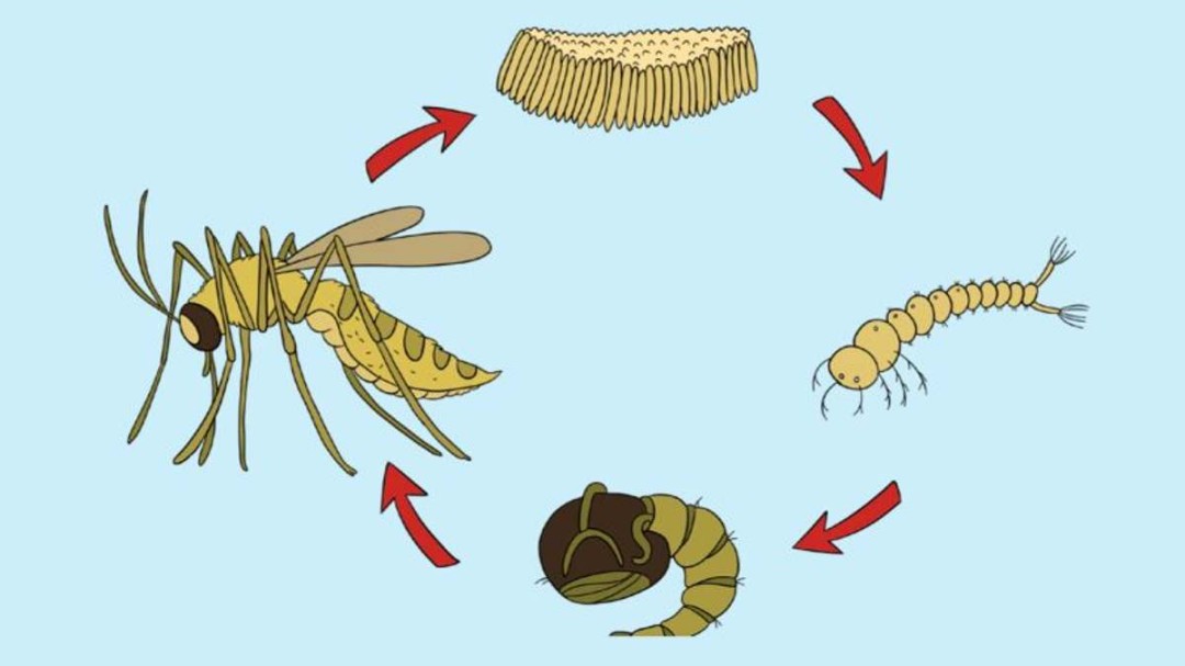 Fase Metamorfosis Nyamuk, Mulai dari Telur hingga Nyamuk Dewasa