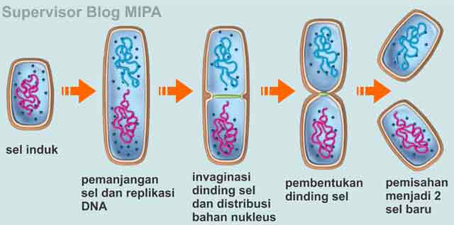 cara reproduksi bakteri