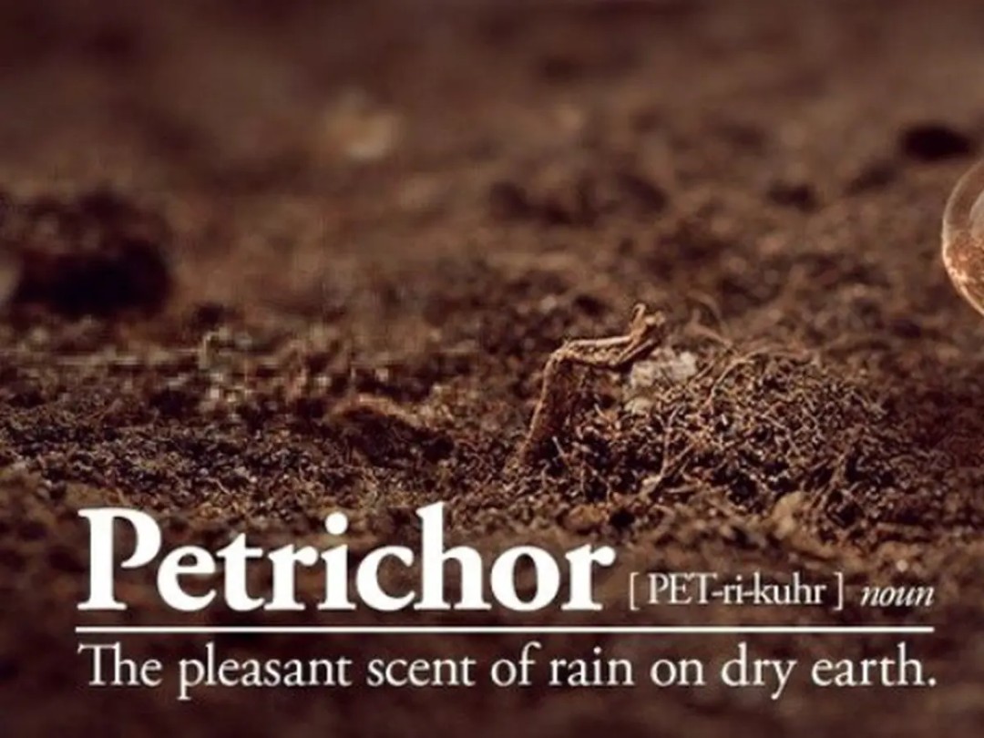 Petrichor, si Aroma yang Bikin Suasana jadi 