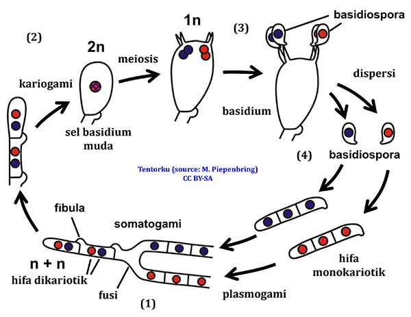 reproduksi basidiomycota