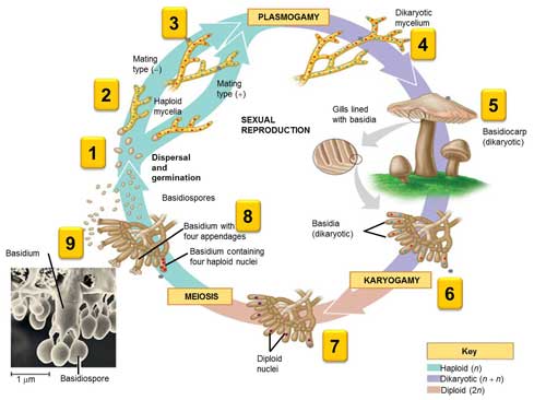 siklus hidup basidiomycota 