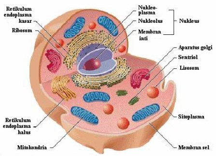 fungsi sitoplasma