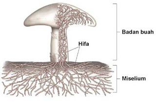 struktur tubuh jamur