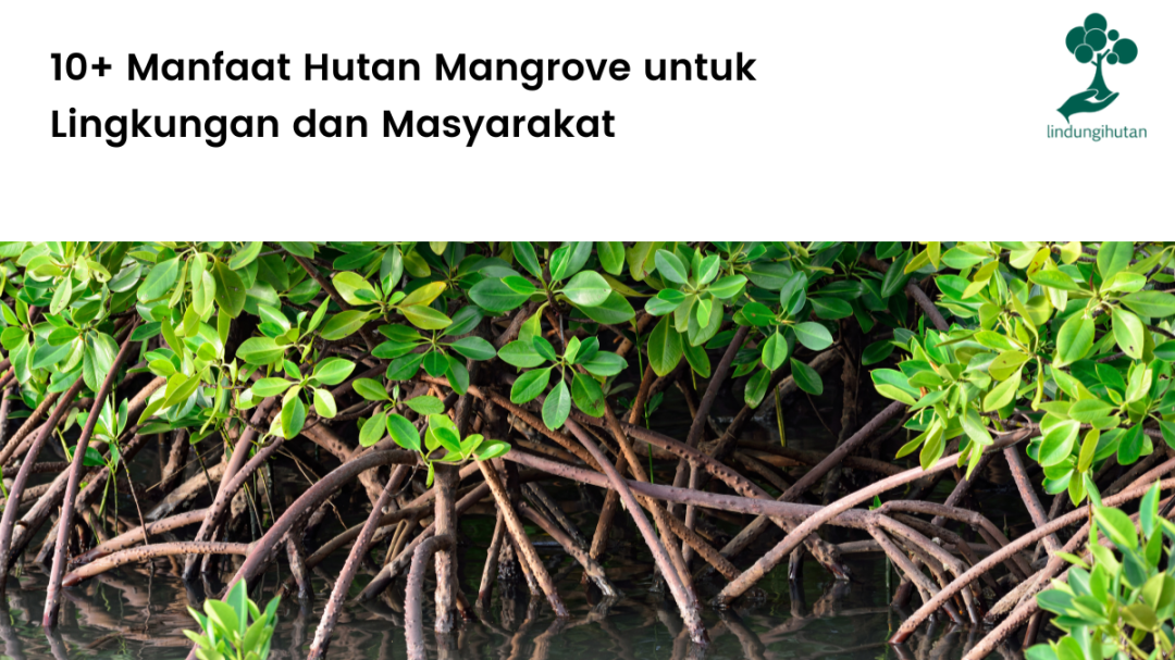 + Manfaat Hutan Mangrove untuk Lingkungan dan Masyarakat