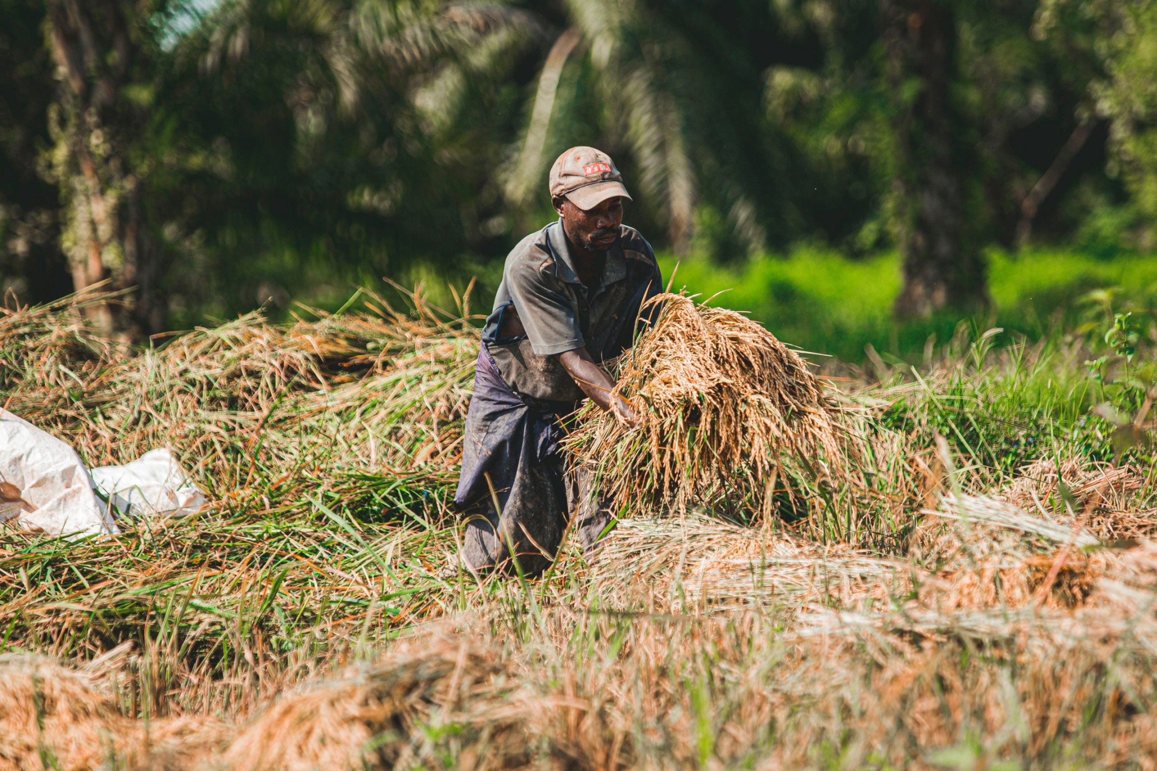 Pemanfaatan Limbah Pertanian: Kompos Sisa Tanaman Sebagai Fondasi