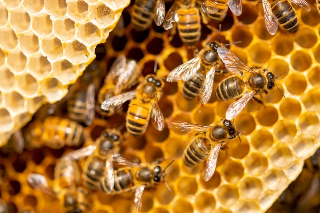 Kawanan Lebah Madu Hasilkan Listrik Lebih Besar daripada Awan
