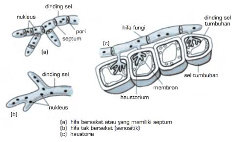 Fungi Jamur Pengertian Ciri Struktur Reproduksi Klasifikasi