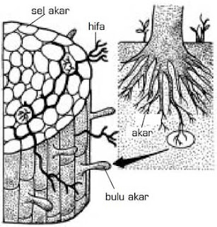 ciri spora yg dihasilkan & bentuk tubuh buah yg terbentuk pada fase reproduktif Zygomycota: Pengertian, Ciri, Struktur, Reproduksi, Contoh & Peranannya