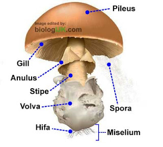 ciri spora yg dihasilkan & bentuk tubuh buah yg terbentuk pada fase reproduktif Basidiomycota: Pengertian, Ciri, Struktur, Reproduksi, Contoh & Peranannya