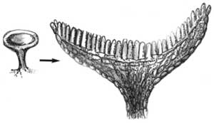 Ascomycota Pengertian Ciri Struktur Reproduksi Contoh Dan