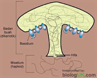 ciri spora yg dihasilkan & bentuk tubuh buah yg terbentuk pada fase reproduktif Basidiomycota: Pengertian, Ciri, Struktur, Reproduksi, Contoh & Peranannya