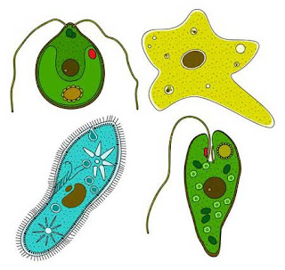  Protozoa disebut pula sebagai hewan pertama Contoh + Peranan Flagellata, Rhizopoda, Ciliata, Sporozoa, Foraminifera & Actinopoda