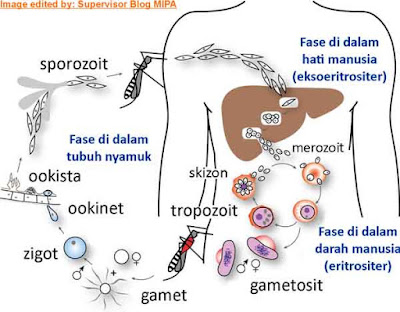  digambarkan sebagai organisme mirip hewan karena dapat bergerak & mengambil makanan dar 6 Macam Filum Protozoa (Protista Mirip Hewan), Gambar, Contoh & Peranannya dlm Kehidupan