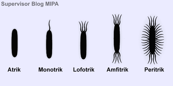 Pengelompokkan Bakteri Berdasarkan Jumlah Dan Letak Flagel Beserta