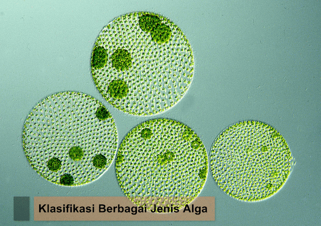 Sistem klasifikasi alga atau ganggang dibedakan menjadi dua Klasifikasi Chlorophyta, Chrysophyta, Phaeophyta, Rhodophyta, Euglenophyta, Pyrrophyta, Bacillariophyta