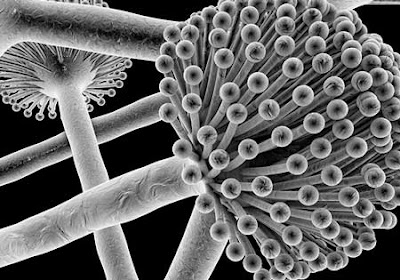  spesies Ascomycota telah dideskripsikan 4 Macam Genus Ascomycota, Gambar, Contoh & Peranannya Lengkap