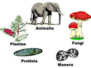  biologi diartikan sebagai ilmu yg mempelajari tentang hidup & kehidupan Perbedaan Ciri Kingdom Monera, Protista, Fungi, Plantae & Animalia + Penjelasan & Contohnya