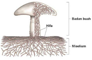 Mungkin kalian pernah mengamati halaman rumah Fungi (Jamur): Pengertian, Ciri, Struktur, Reproduksi, Klasifikasi, Contoh Dan Peranan Bagi Kehidupan