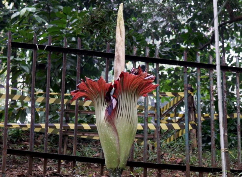 Amorphophallus titanum, Si Bunga Bangkai Raksasa yang Terancam