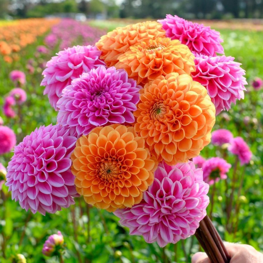 Bunga-Bunga Terindah di Dunia, Cantik dan Mempesona Banget!