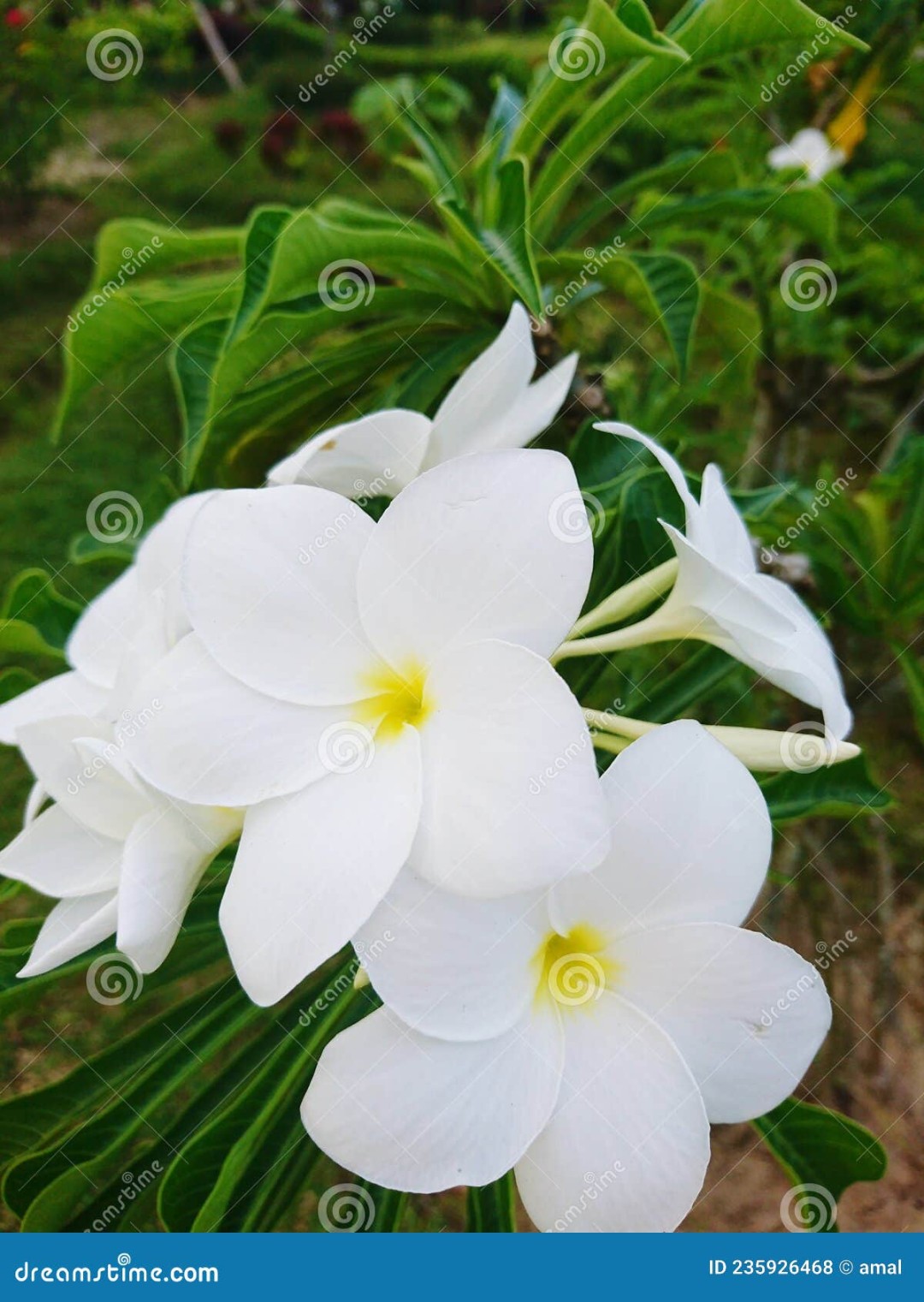 Bunga Yang Cantik Dan Indah Stock Photo - Image of bunga, indah
