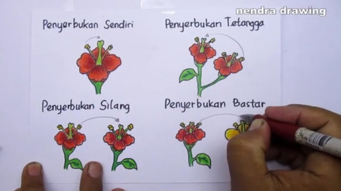 cara menggambar macam penyerbukan tanaman