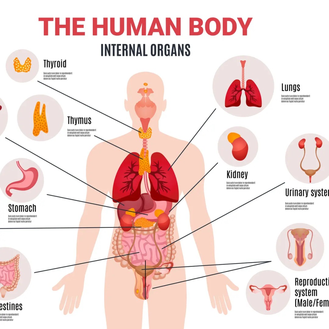 Contoh Gambar Organ Tubuh Manusia dan Fungsinya untuk Media