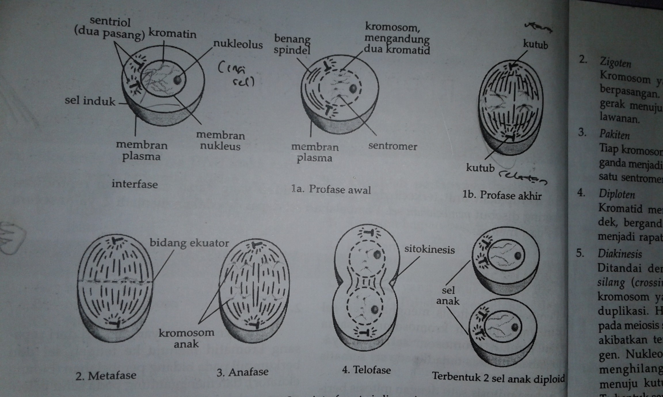 gambar tahap telofase,metafase,anafase,profase - Brainly.co