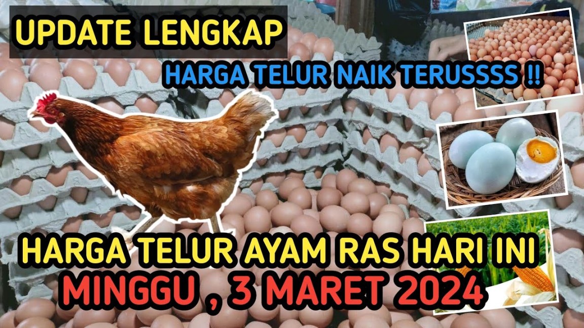 Harga Telur Ayam Ras Hari Ini, Minggu  Maret   Referensi