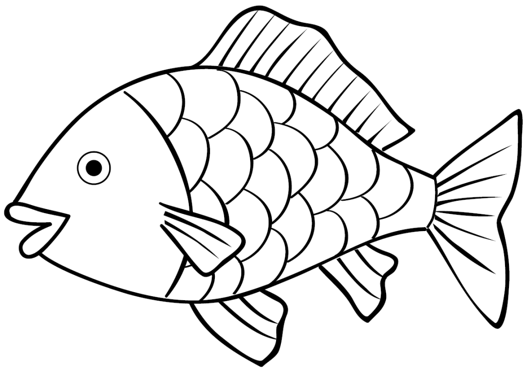 Image result for sketsa gambar ikan  Animal coloring books