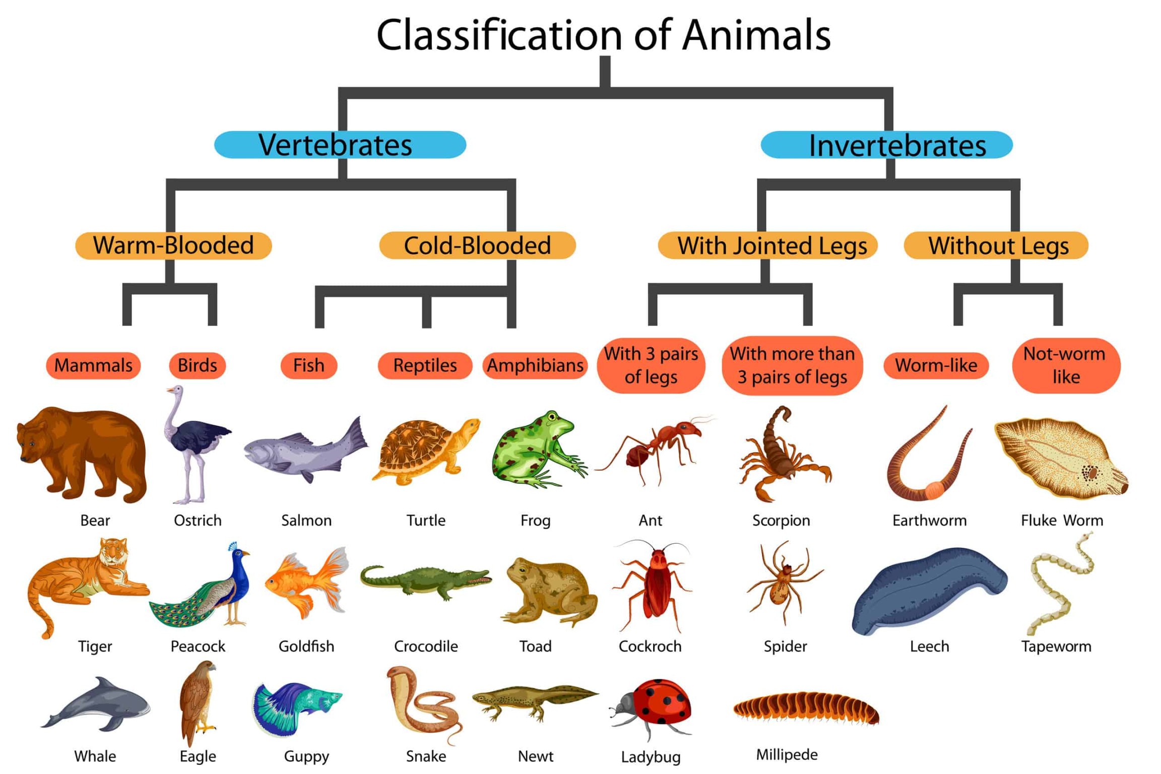 Kingdom - A-Z Animals