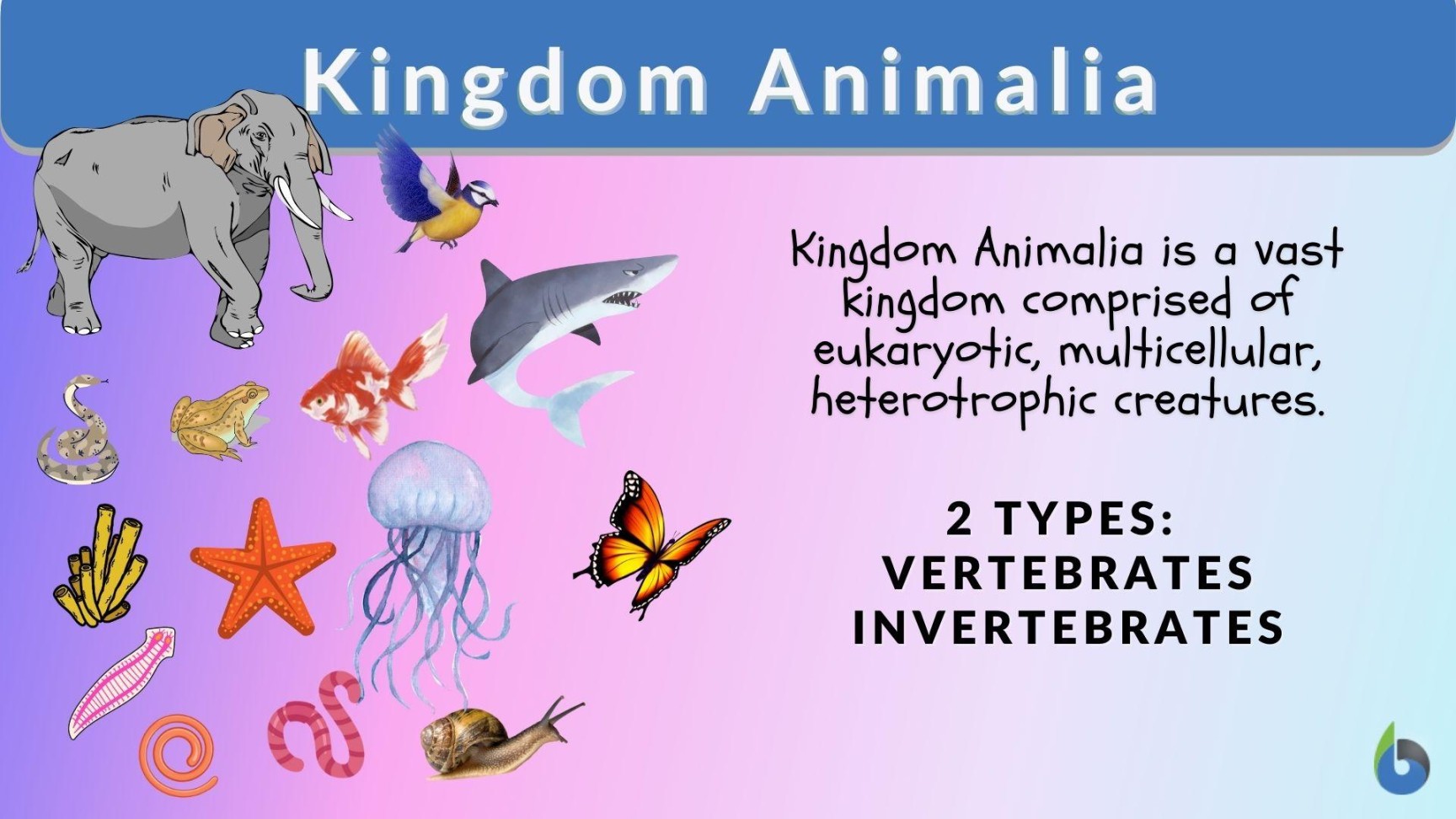 Kingdom Animalia Definition and Examples - Biology Online Dictionary