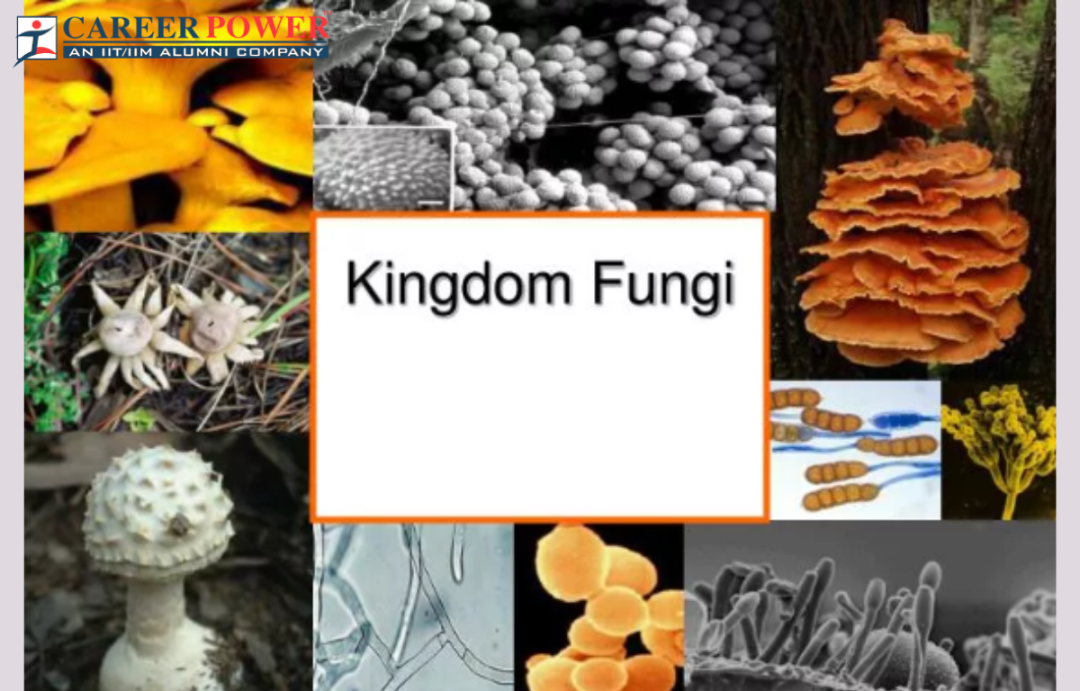 Kingdom Fungi Characteristics, Example, and Diagram