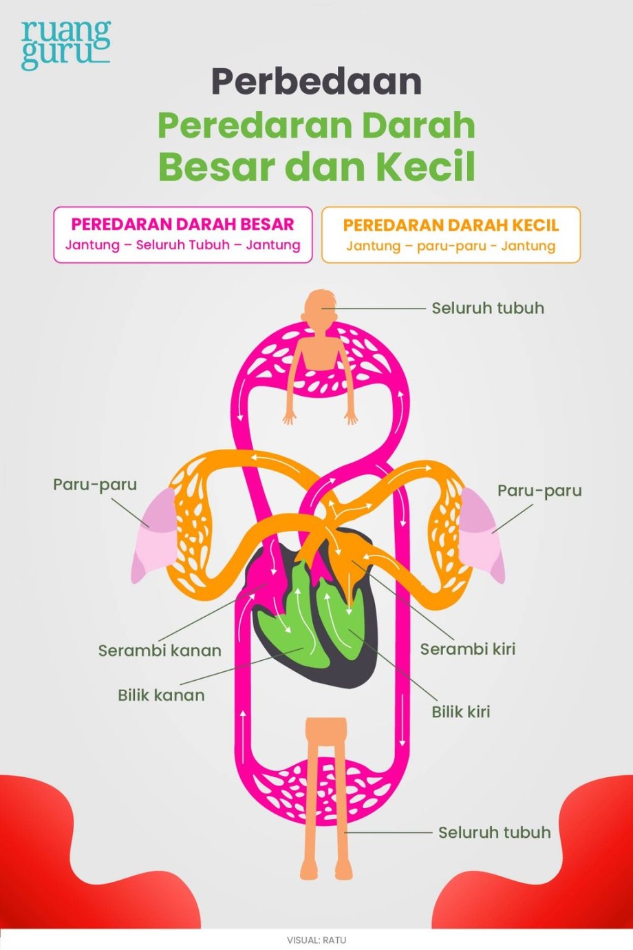 Organ Sistem Peredaran Darah Manusia & Fungsinya  Biologi Kelas