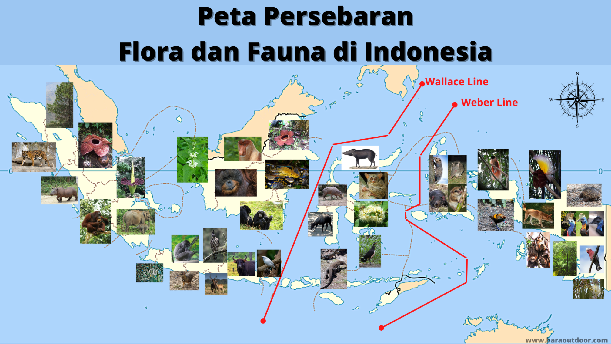 Peta Persebaran Flora dan Fauna di Indonesia  Flora, Indonesia, Peta