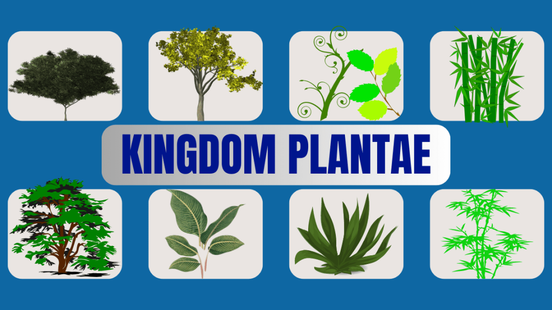 Plant Kingdom (Kingdom Plantae) - Srishti IAS