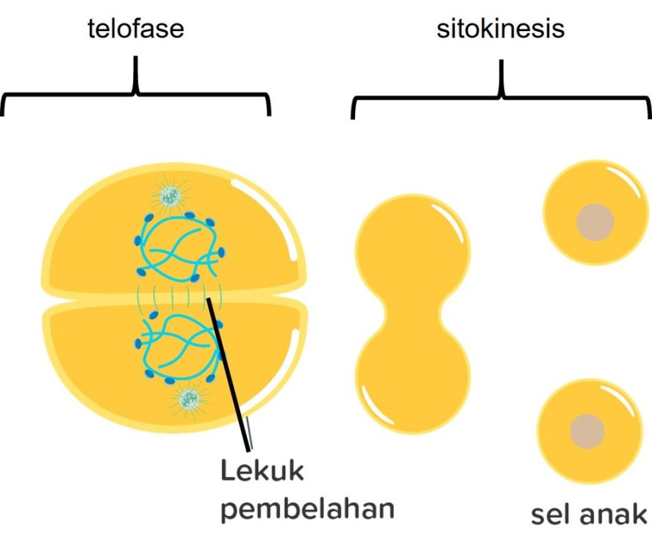 Proses yang terjadi pada akhir telofase adalah